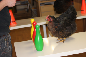 Chicken Camp